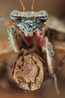 Theopompa servillei Malaysian bark mantis a sub-adult male By Igor Siwanowicz 
