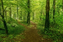There are some awesome forests in Ireland  x