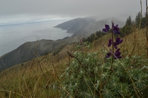 There is always beauty in Big Sur even on rainy days Unedited