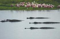 There Were s of Alligators ft Roseate Spoonbills 