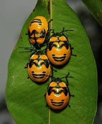 These are Shield Bug nymphs