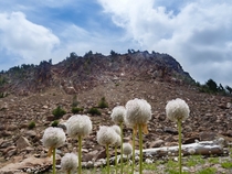 These flowers look like Truffula Trees Mount Shasta Wilderness California 