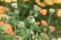 These poppies seeds  are just picture perfect