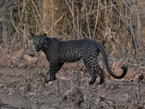 This amazing black leopard