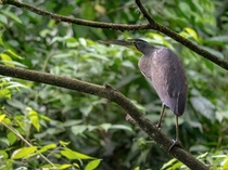 This beautiful Bare-throated Tiger-Heron was perched along the side of a river in the rain forest in Costa Rica 
