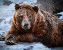 This brown bear looks ready for a long winters nap Either that or hes thinking about how tasty I might be 