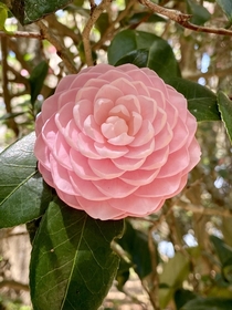 This camellia seen at a botanical garden in Florida