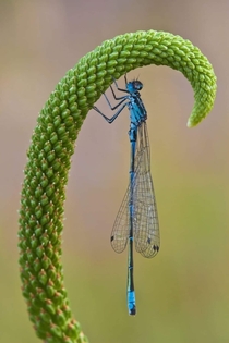 This dragonfly