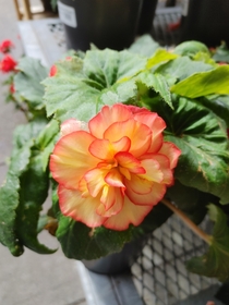 This gorgeous begonia I saw at the supermarket I might just go back 