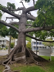 This gorgeous old tree downtown There is about a  foot deep hole in the center of the root that swirls
