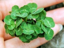 This is a fifty-six-leafed clover the most ever seen and it is registered in the Guinness Book of Records since the th of May  