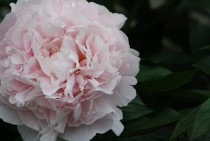 This is a truly beautiful flower Paeonia officinalis Peony 