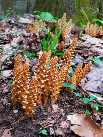 This is Conopholis americana a parasitic plant that grows on the roots of Oak and Beech trees found in the Eastern US and Canada This one I found is beginning to flower
