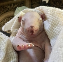 This is Gary the rescued baby wombat  x