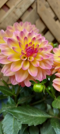 This is my first year owning dahlias and Im in love