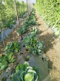 This is our farm of cabbage - India