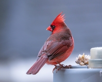 This is the cardinal that comes to my window