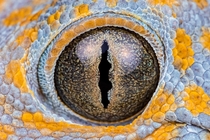 This is the last photo I got of my tokay geckos eye before she passed away today Tokays are quite beautiful 