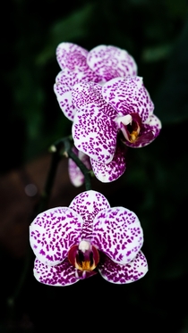 This is the Moon orchid blooming in my garden do you like it