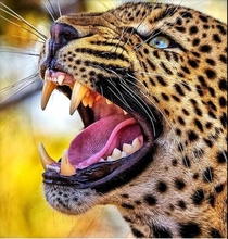 This leopard Panthera Pardus
