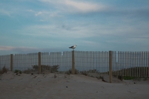 This little seagull I saw on Assateague island reminds me of a painting almost  OC 