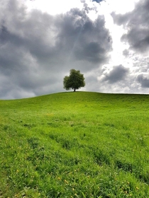 This lonely tree in the Swiss meadows 