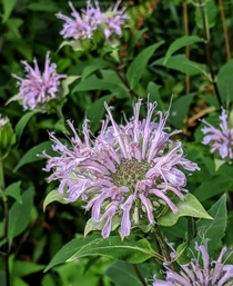 This monarda in my garden looks like a fine oil painting
