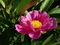 This peony from seed