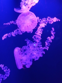 This picture of jellyfish that my gf took at London zoo