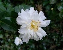 This pretty little Camellia bush I stumbled upon today The flowers look like a rose