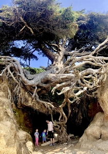 This Resilient Tree Washington Coast
