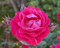 This rose caught my attention from nearly a block away Such a gorgeous vivid pink hue