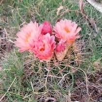 This tiny Hedgehog Cactus is overloaded with blossoms Maybe an Echinocereus fendleri