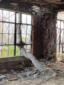 This tree is growing out of the second floor of an ex train station in Buffalo NY