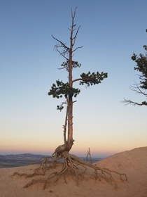 This tree sits on the edge of a cliff erosion has left its roots exposed and as it holds on with the tips of its roots it looks like its floating Bryce Canyon UT x 