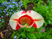 This tulip looks like a scrumptious sweet