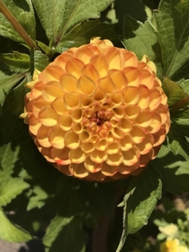 Thought you guys would appreciate this pompom dahlia that I grew last year