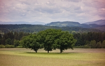 Three Trees Austria 