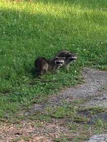 Three Young Raccoons