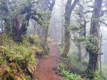 Through the fog of the ancient forest Lake Waikaremoana New Zealand  OC