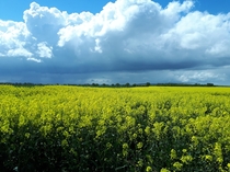 Thunder clouds over rapeseed fields Rodington Shropshire UK 