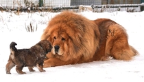 Tibetan Mastiff And Puppy 
