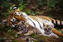 Tiger and her cubs 