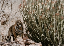 Tiger at Ranthambore National Park India Photo credit tot Annie Spratt
