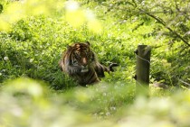 Tiger at the Toronto Zoo - 
