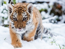 Tiger Cub by Patrick Pleul 