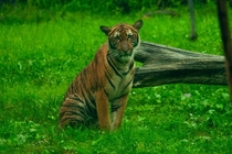 Tiger from Bronx Zoo in New York