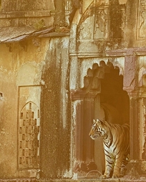 Tiger in ruins of Ranthambore Fort