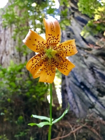 Tiger Lily in Redwoods National Park