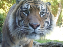 Tiger New Zealand Zoo OC 